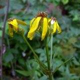 Senecio nemorensis