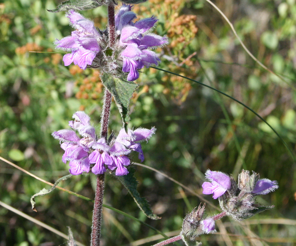 Изображение особи Phlomoides agraria.