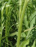 Papaver rhoeas