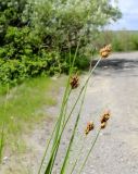 Carex duriuscula