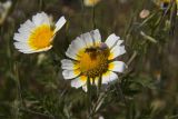 Glebionis coronaria. Соцветия с паучком, поймавшим мушку. Греция, п-ов Пелопоннес, о. Монемвасия, соединённый с Пелопоннесом дамбой. 04.04.2014.