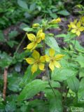 Lysimachia verticillaris