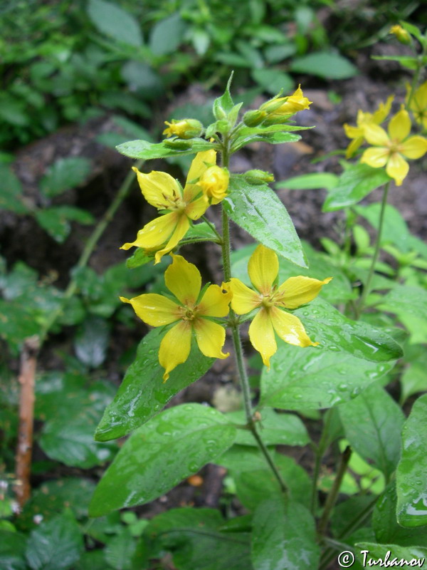 Изображение особи Lysimachia verticillaris.