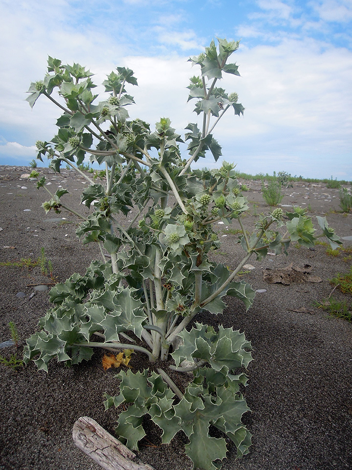 Изображение особи Eryngium maritimum.