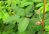 Mimosa pudica