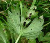 Ranunculus repens