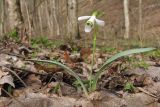 Galanthus alpinus