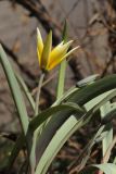 Tulipa bifloriformis