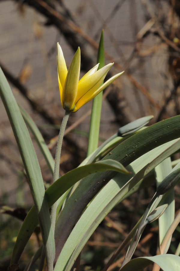 Изображение особи Tulipa bifloriformis.