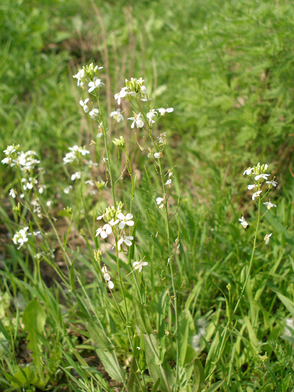 Изображение особи Arabidopsis toxophylla.