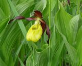 Cypripedium calceolus. Цветок и листья. Иркутская обл., Иркутский р-н, близ устья р. Иркут, среди кустов ивы. 30.05.2015.