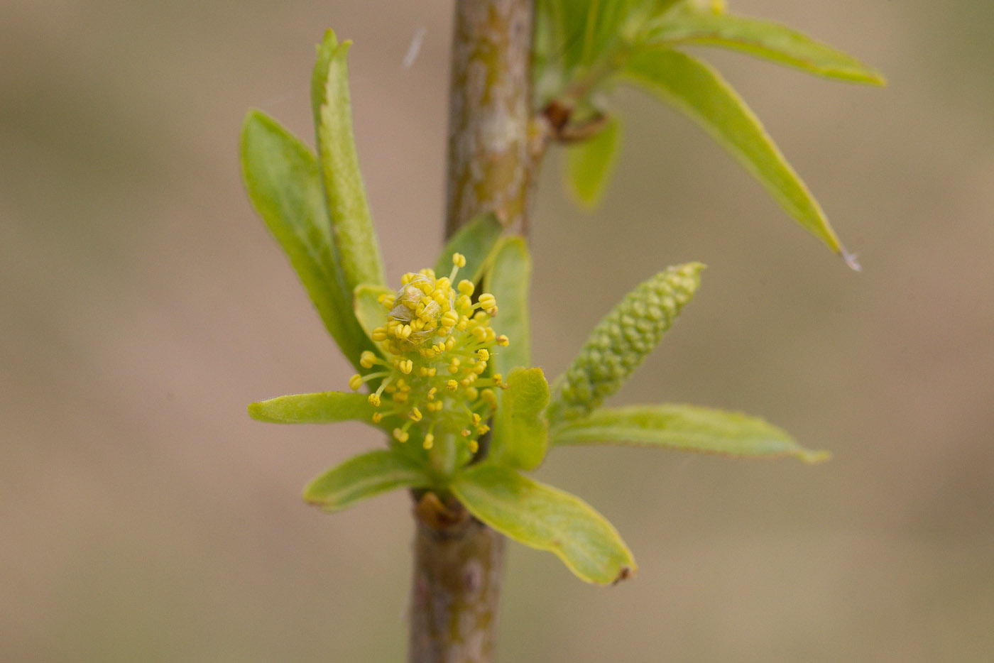 Изображение особи Salix pentandra.