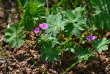 Geranium molle