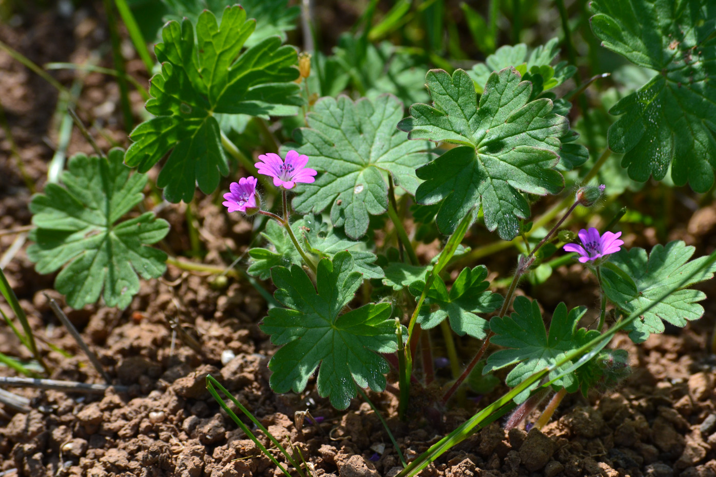 Изображение особи Geranium molle.