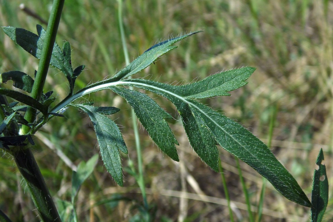 Изображение особи Cephalaria transsylvanica.