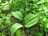 Erythronium sibiricum