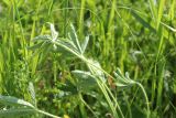 Potentilla goldbachii