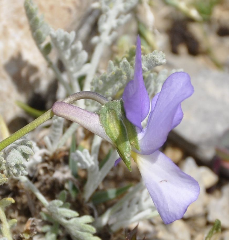 Изображение особи Viola striis-notata.