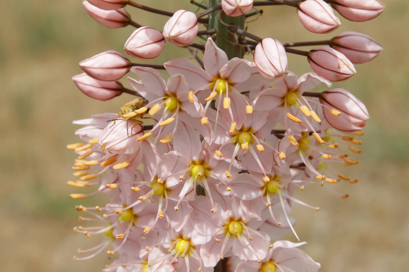 Изображение особи Eremurus aitchisonii.