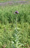 Cirsium helenioides