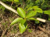 Populus suaveolens. Часть ветки с листьями на укороченных побегах. Магаданская обл., Ольский р-н, Ольское шоссе, участок старого карьера у дороги. 13.06.2014.