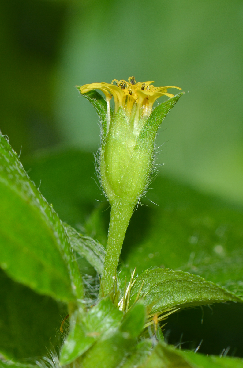 Изображение особи Synedrella nodiflora.