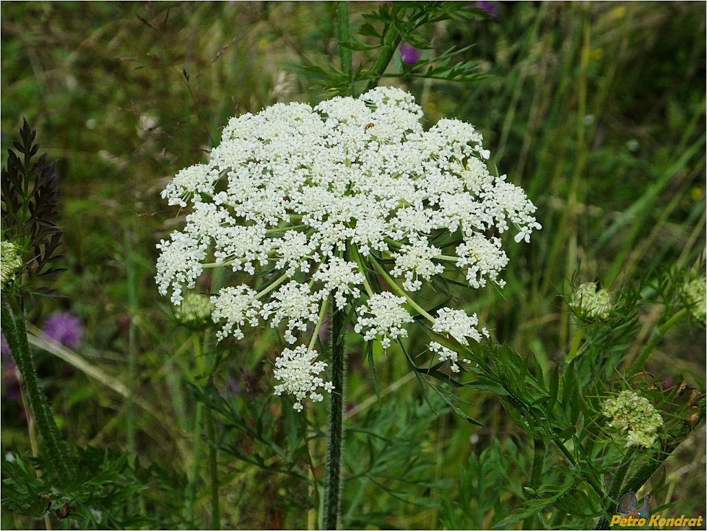 Изображение особи Daucus carota.