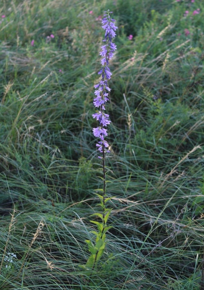 Изображение особи Campanula bononiensis.