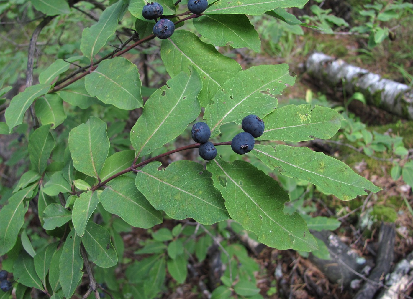 Изображение особи Lonicera orientalis.