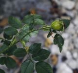 genus Rosa. Побег с созревающим плодом. Крым, окр. с. Соколиного, Большой Каньон, вдоль русла р. Аузун-Узень, 17.08.2017.