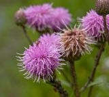 Cirsium setosum. Соцветия с кормящимся муравьём. Пермский край, Ординский р-н, окр. с. Карьево, долина р. Ирень, луг. 22 июля 2017 г.