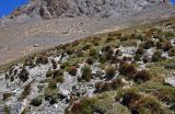 Rhodiola gelida. Растения на каменистом сухом склоне. Таджикистан, Фанские горы, перевал Алаудин, ≈ 3700 м н.у.м. 05.08.2017.