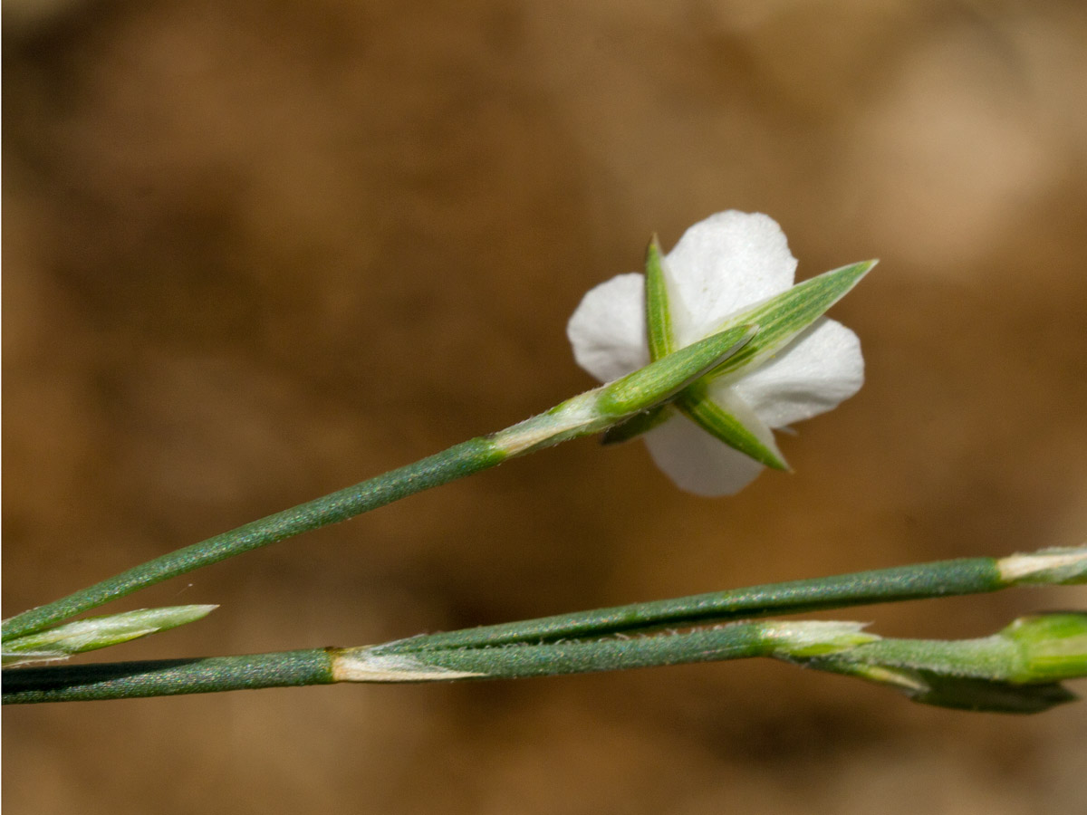 Изображение особи Bufonia stricta.