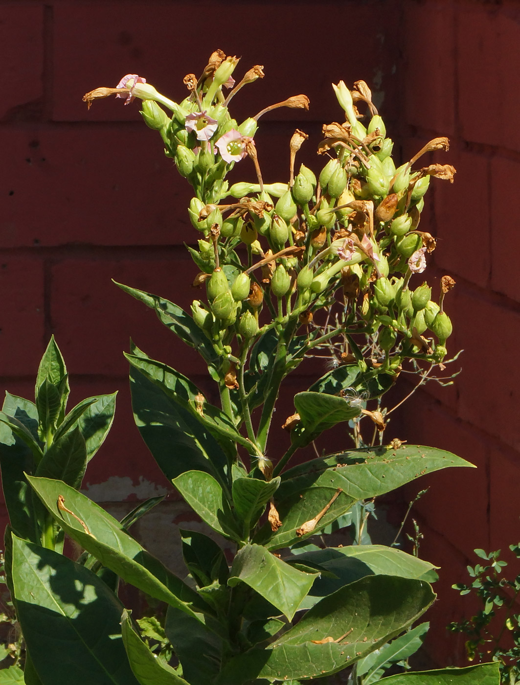 Изображение особи Nicotiana tabacum.