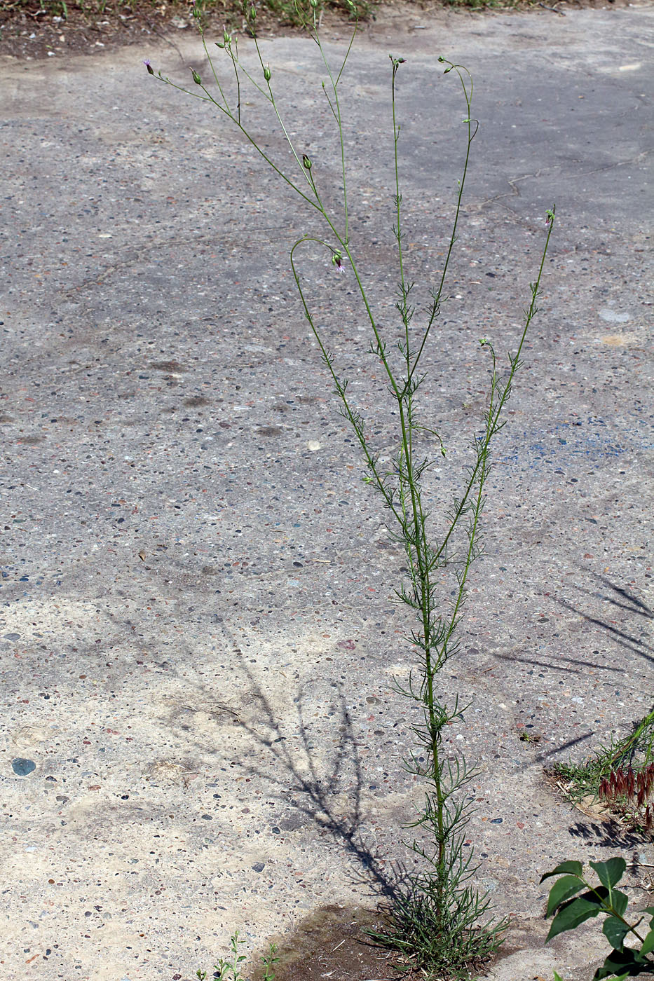 Image of Crupina vulgaris specimen.