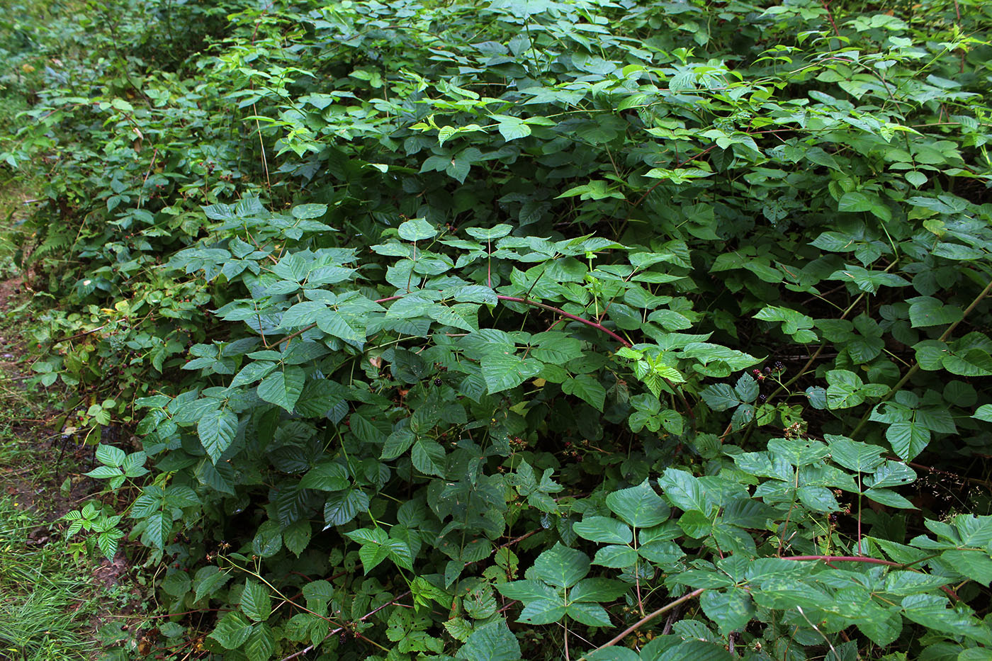 Изображение особи Rubus nessensis.