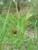 Bolboschoenus maritimus