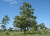 Populus suaveolens. Взрослое дерево. Иркутская обл., Усольский р-н, долина р. Китой, луг. 31.07.2018.