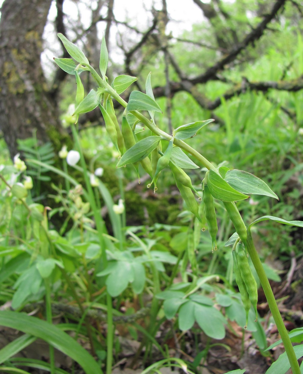 Изображение особи Corydalis cava.