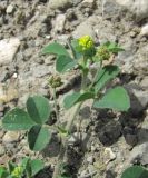 Medicago lupulina. Верхушка побега с соцветием и соплодиями. Дагестан, Унцукульский р-н, долина Ирганайского вдхр., ок. 700 м н.у.м., каменистое место. 03.06.2019.