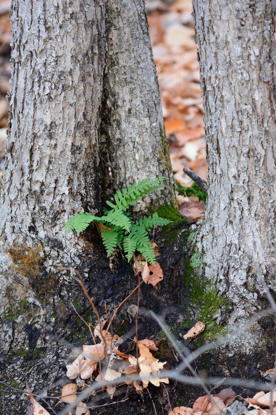 Изображение особи Polypodium sibiricum.