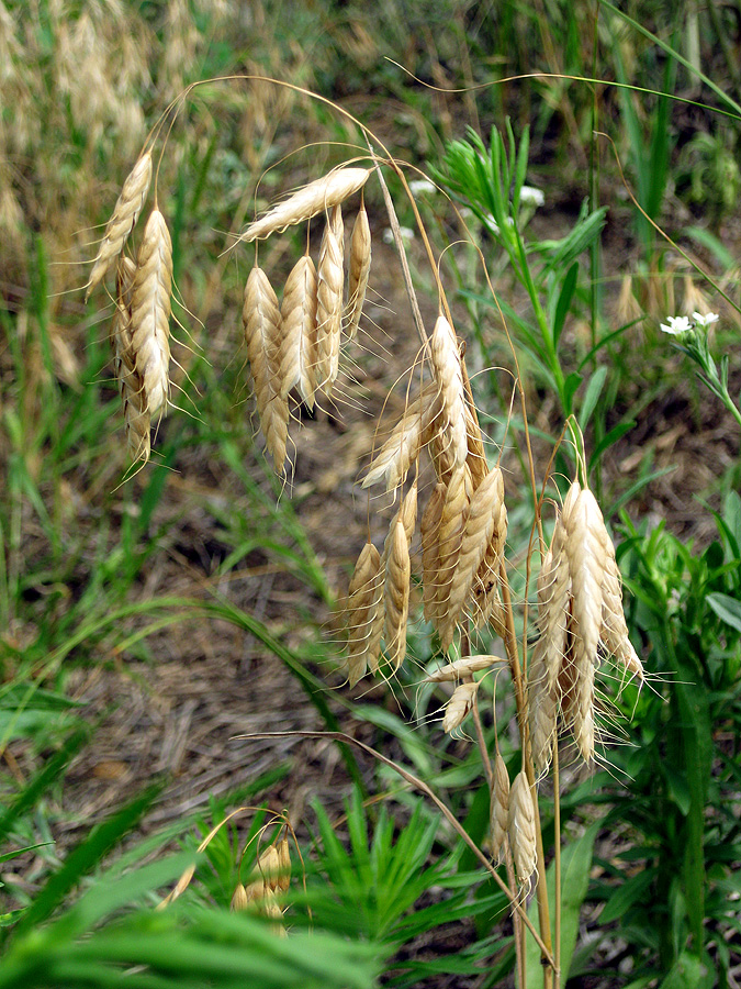 Изображение особи Bromus squarrosus.