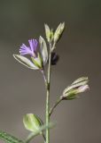 Polygala rupestris