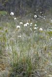 Eriophorum vaginatum. Плодоносящие растения. Санкт-Петербург, Курортный р-н, окр. ж.-д. ст. «Разлив», болото около оз. Сестрорецкий Разлив. 27.05.2020.