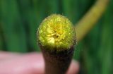 Typha angustifolia. Излом зацветающего мужского соцветия. Республика Адыгея, г. Майкоп, южная окраина, подножие северной оконечности водораздельного хребта Нагиеж-Уашх, луг, небольшой зарастающий водоём. 30.05.2020.