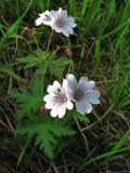 Geranium krylovii