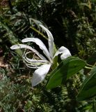 Bauhinia bowkeri