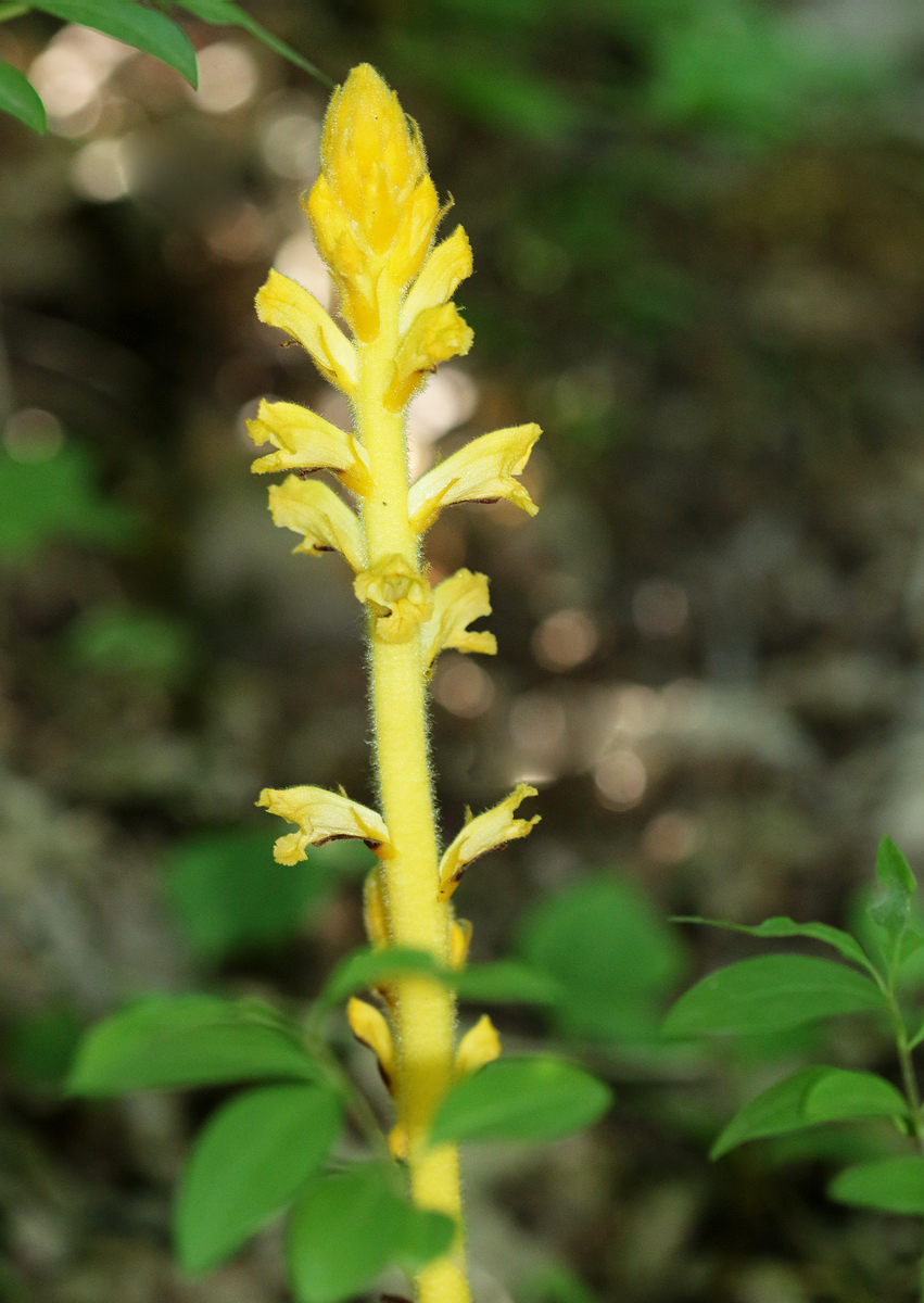 Изображение особи Orobanche laxissima.