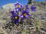 Pulsatilla patens