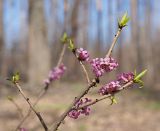 Daphne mezereum